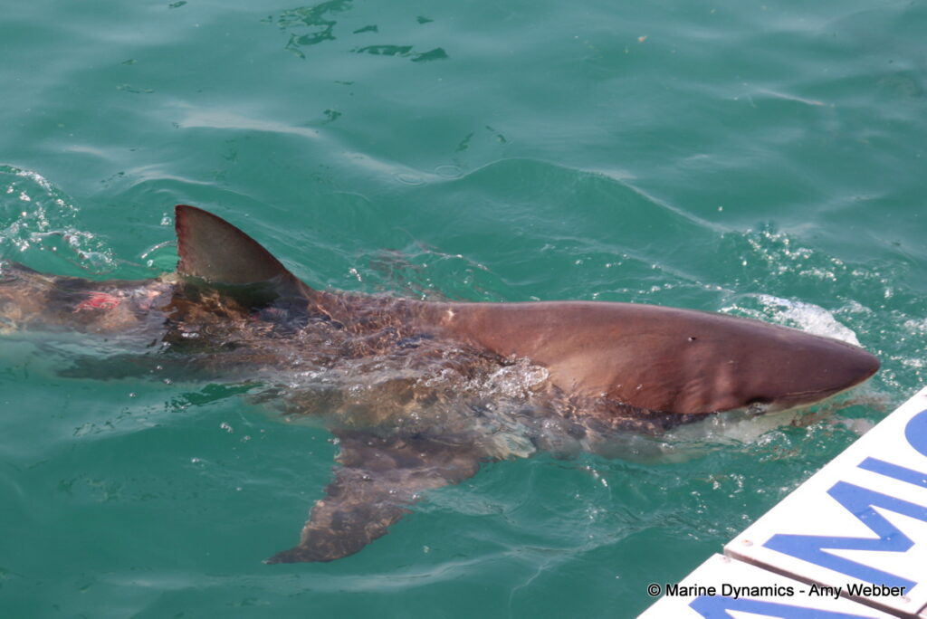 Shark cage diving, Gansbaai, South Africa