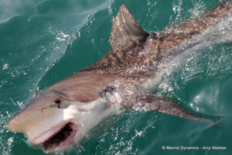 Shark cage diving, Gansbaai, South Africa