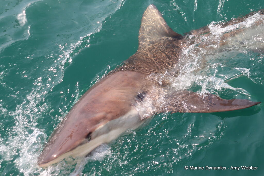 Shark cage diving, Gansbaai, South Africa