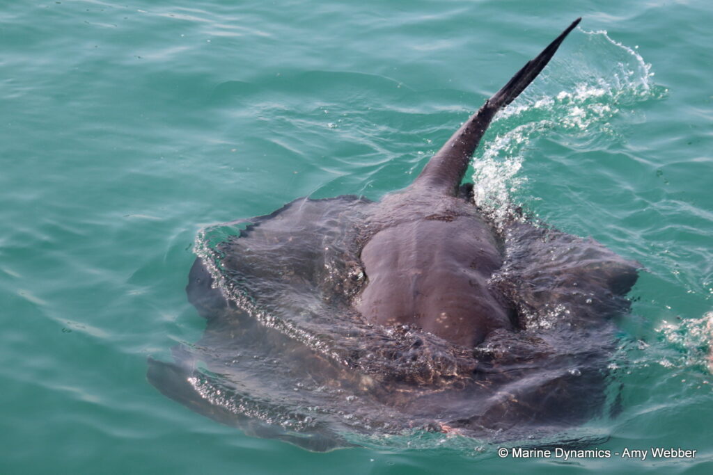 Shark cage diving, Gansbaai, South Africa