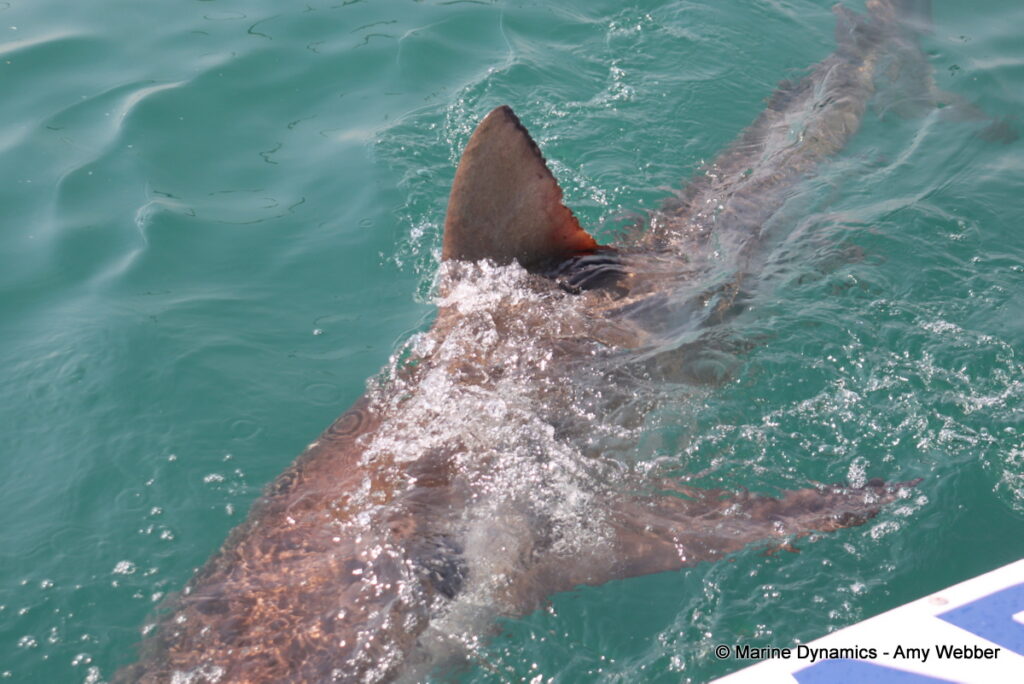 Shark cage diving, Gansbaai, South Africa