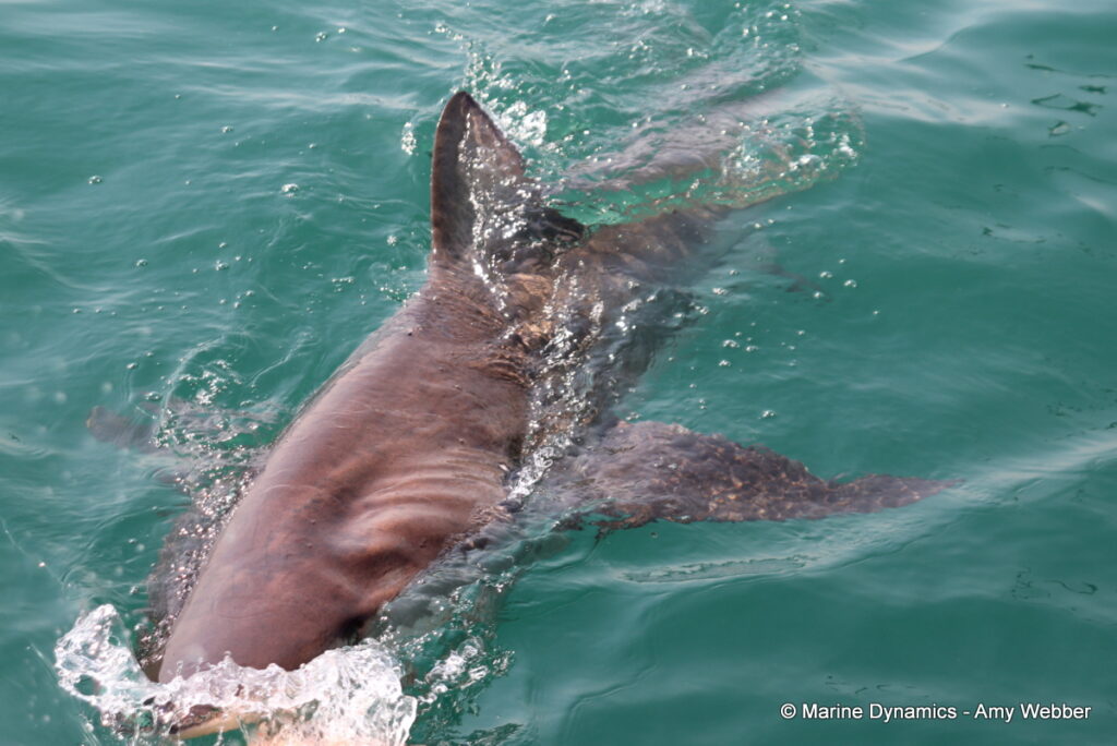 Shark cage diving, Gansbaai, South Africa