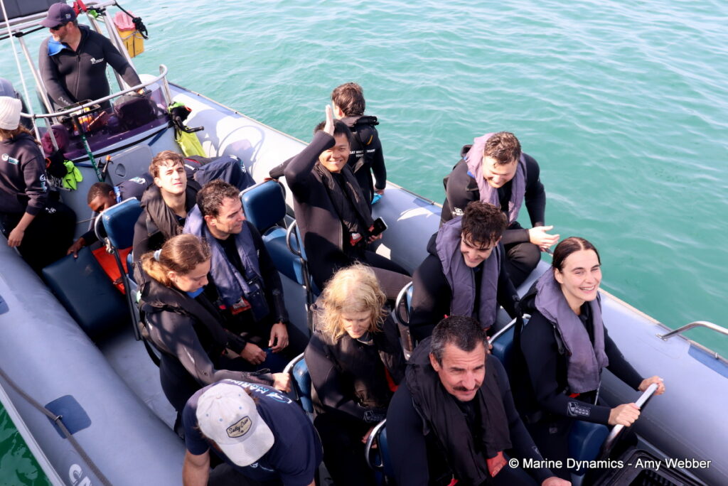 Shark cage diving, Gansbaai, South Africa