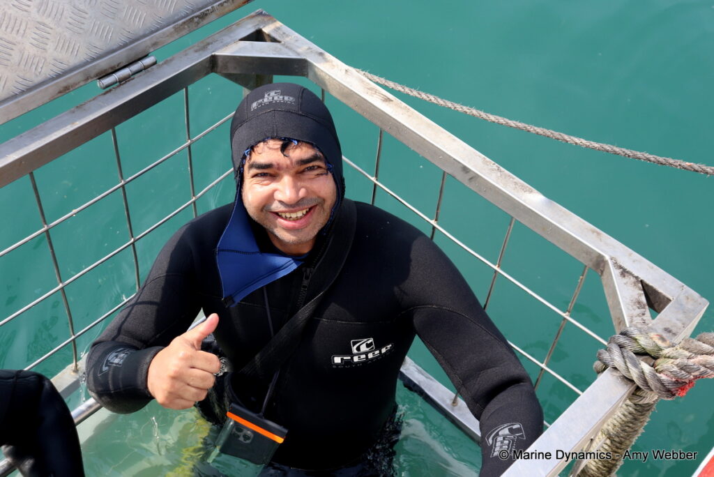 Shark cage diving, Gansbaai, South Africa