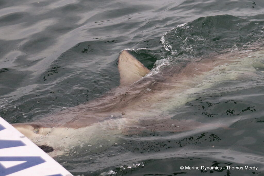 Shark cage diving, Gansbaai, South Africa