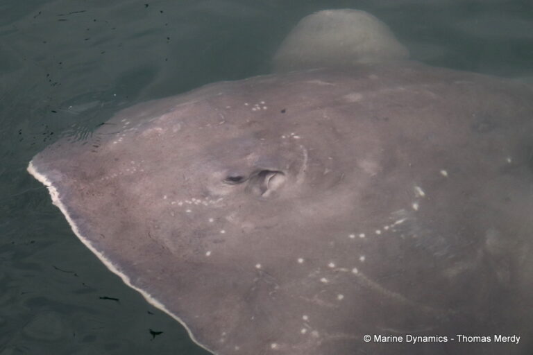 Shark cage diving, Gansbaai, South Africa