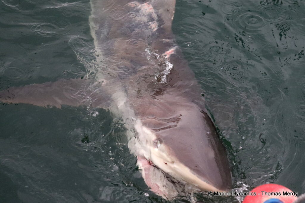 Shark cage diving, Gansbaai, South Africa