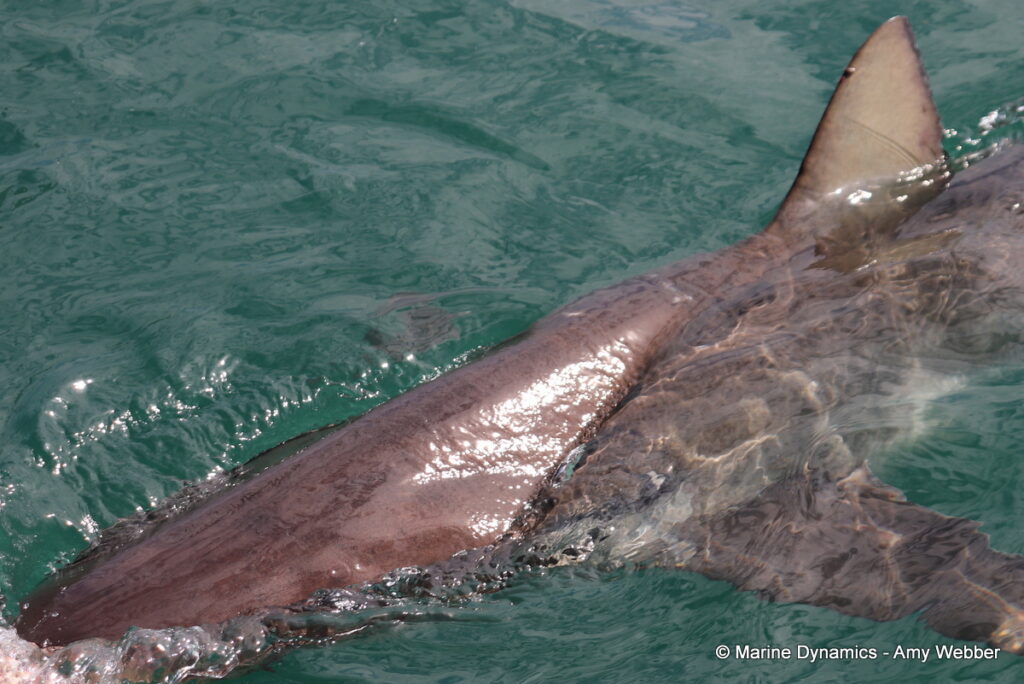 Shark cage diving, Gansbaai, South Africa