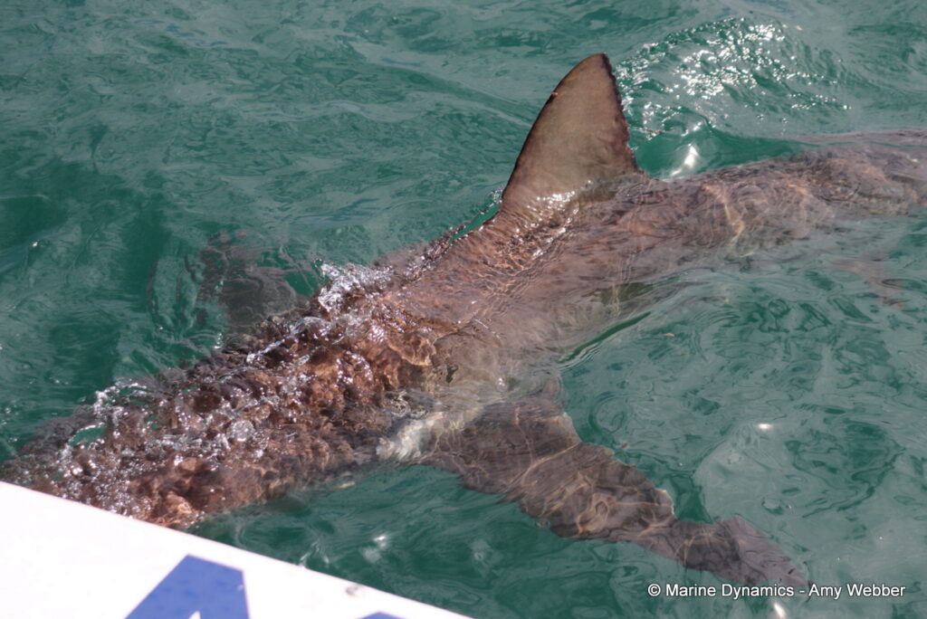 Shark cage diving, Gansbaai, South Africa