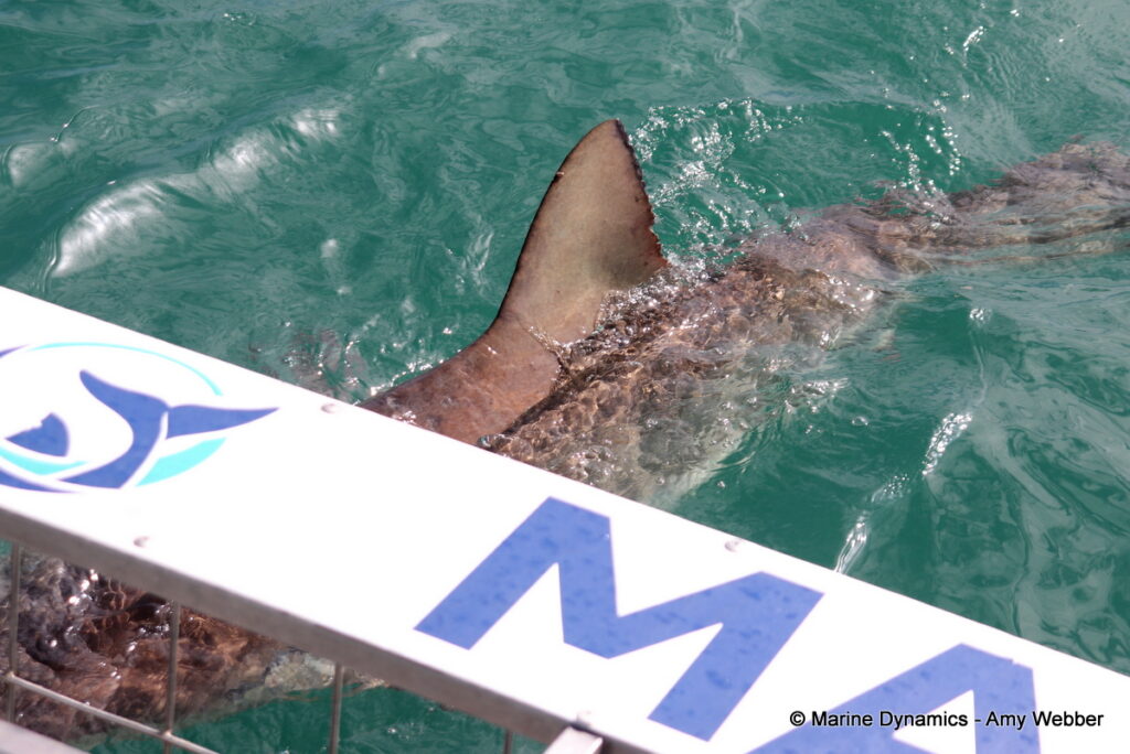 Shark cage diving, Gansbaai, South Africa