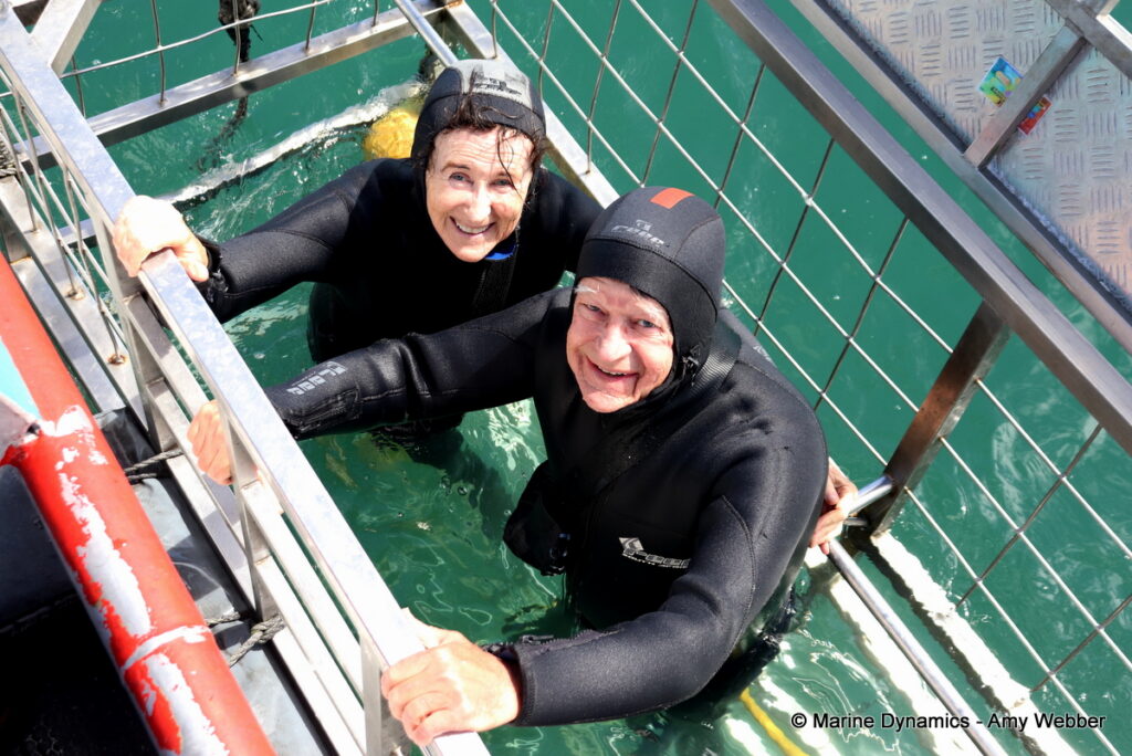 Shark cage diving, Gansbaai, South Africa