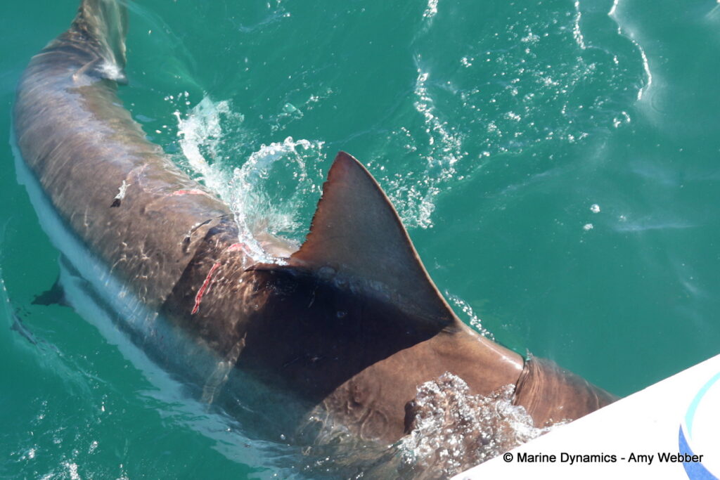 Shark cage diving, Gansbaai, South Africa