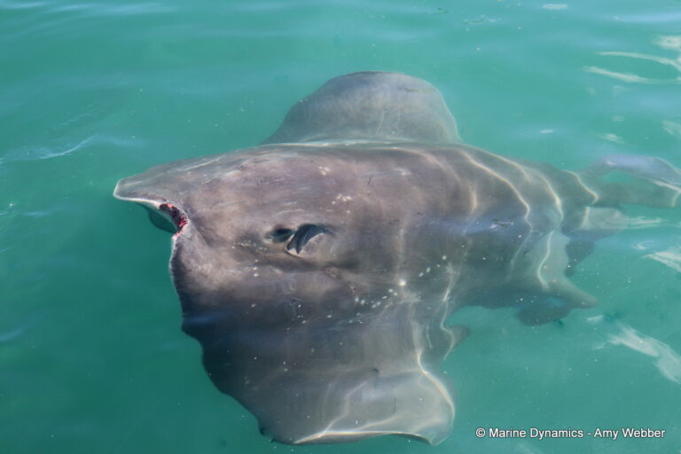 Shark cage diving, Gansbaai, South Africa