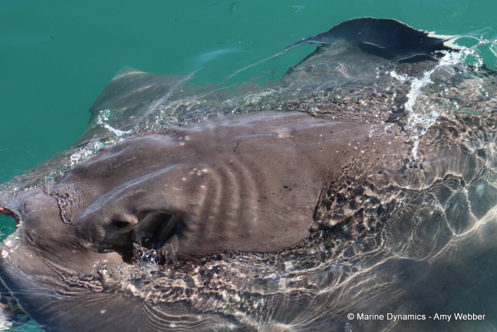 Shark cage diving, Gansbaai, South Africa