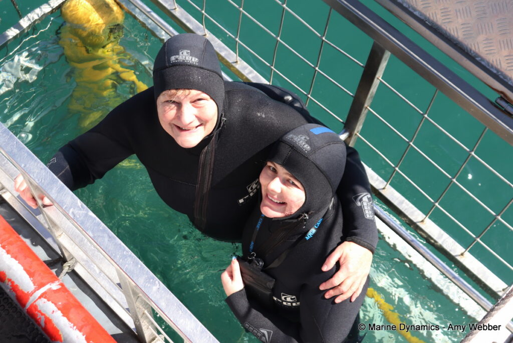 Shark cage diving, Gansbaai, South Africa