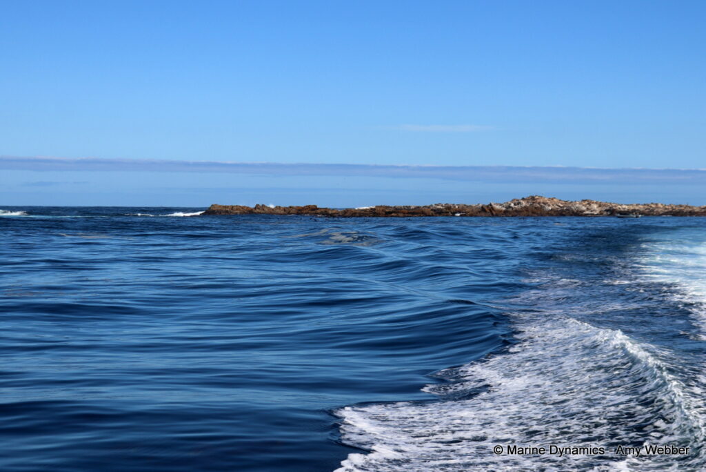 Shark cage diving, Gansbaai, South Africa