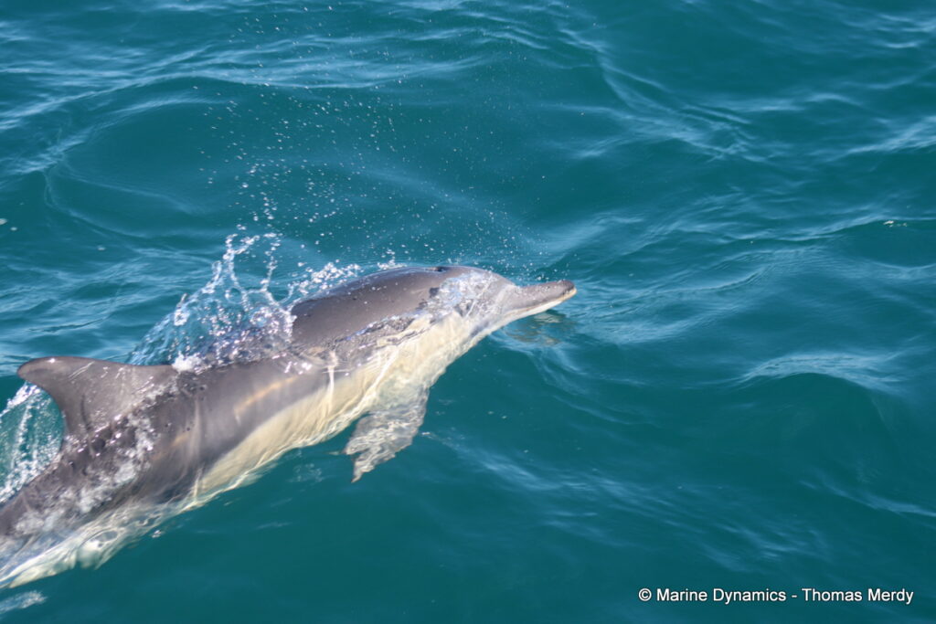 Shark cage diving, South Africa, Gansbaai