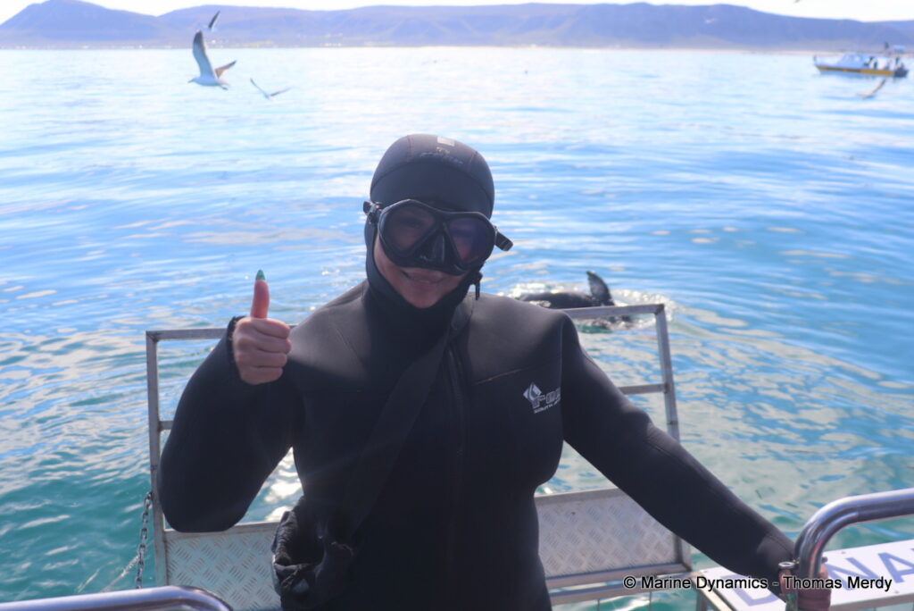 Shark cage diving, South Africa, Gansbaai