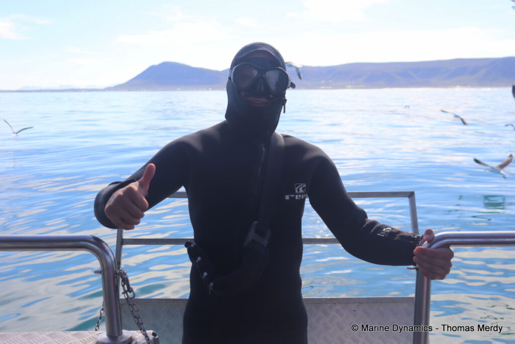 Shark cage diving, South Africa, Gansbaai