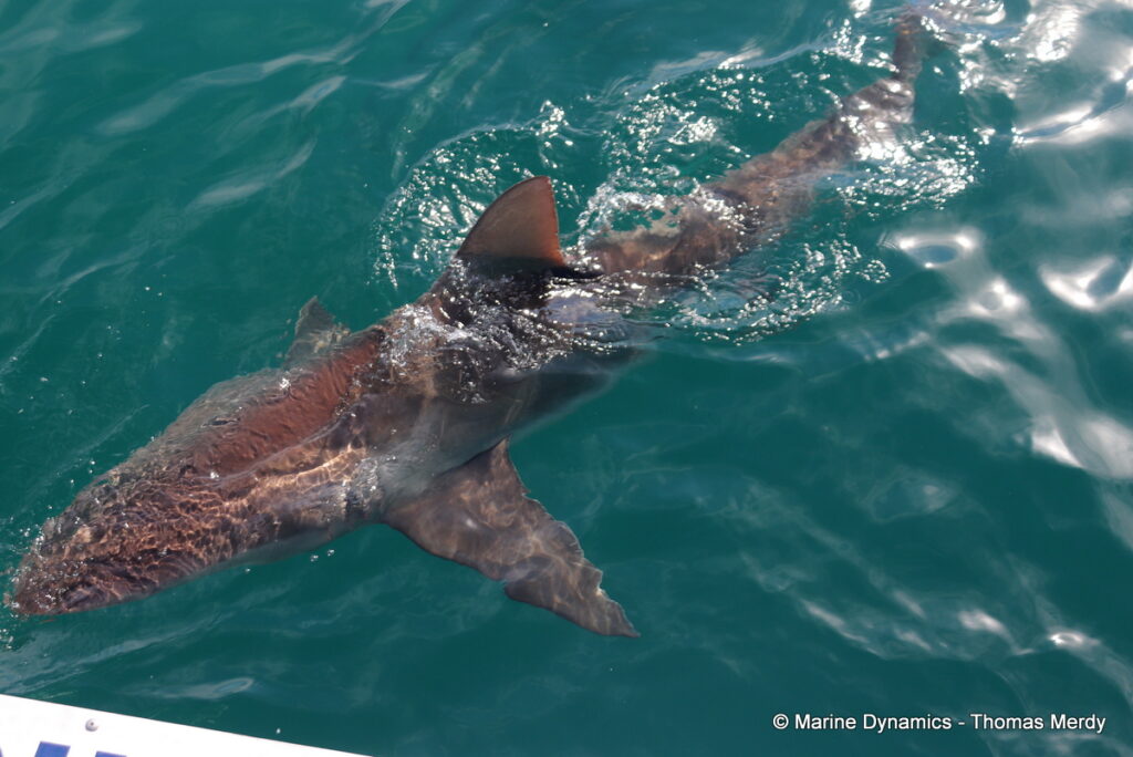 Shark cage diving, South Africa, Gansbaai