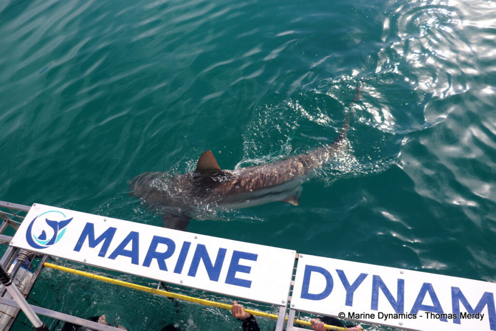 Shark cage diving, South Africa, Gansbaai
