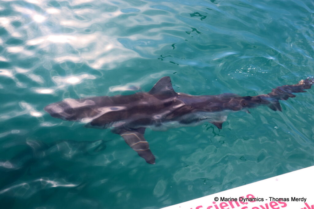 Shark cage diving, South Africa, Gansbaai