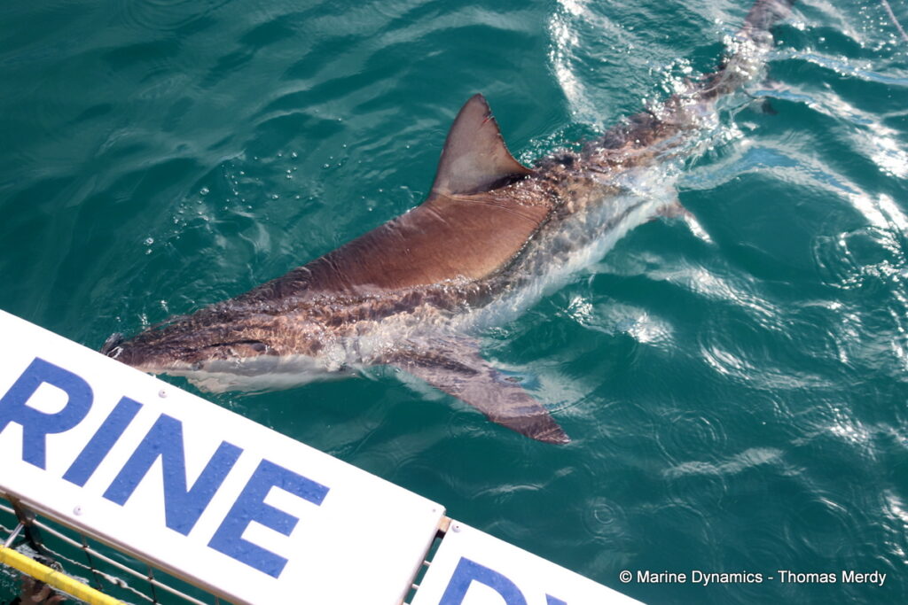 Shark cage diving, South Africa, Gansbaai