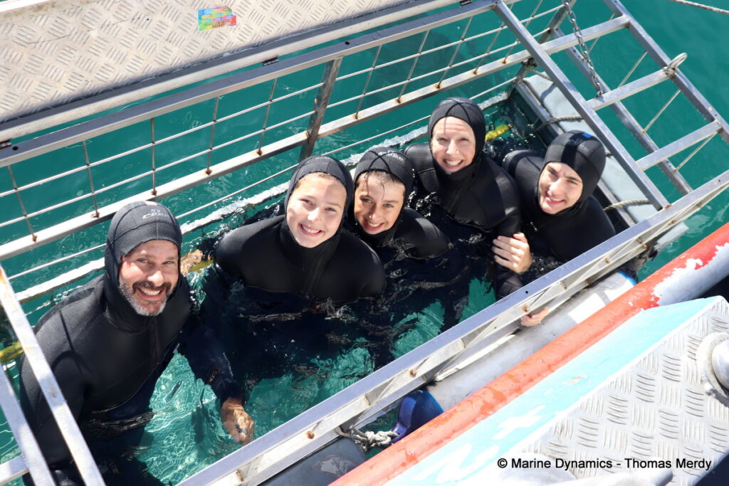 Shark cage diving, South Africa, Gansbaai