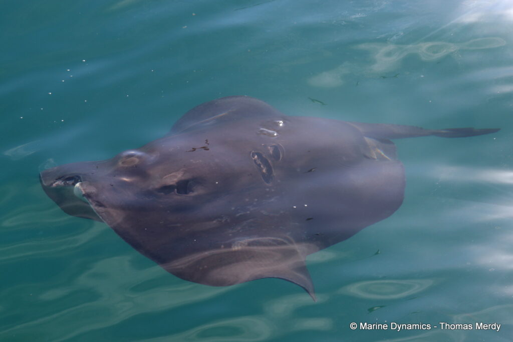 Shark cage diving, South Africa, Gansbaai