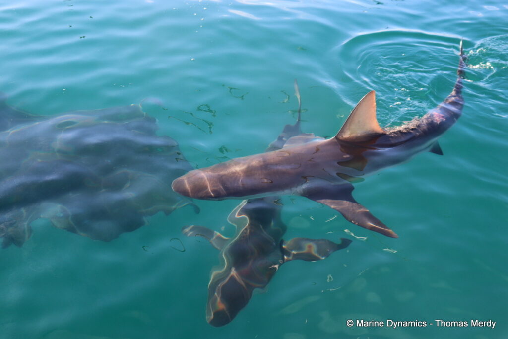 Shark cage diving, South Africa, Gansbaai