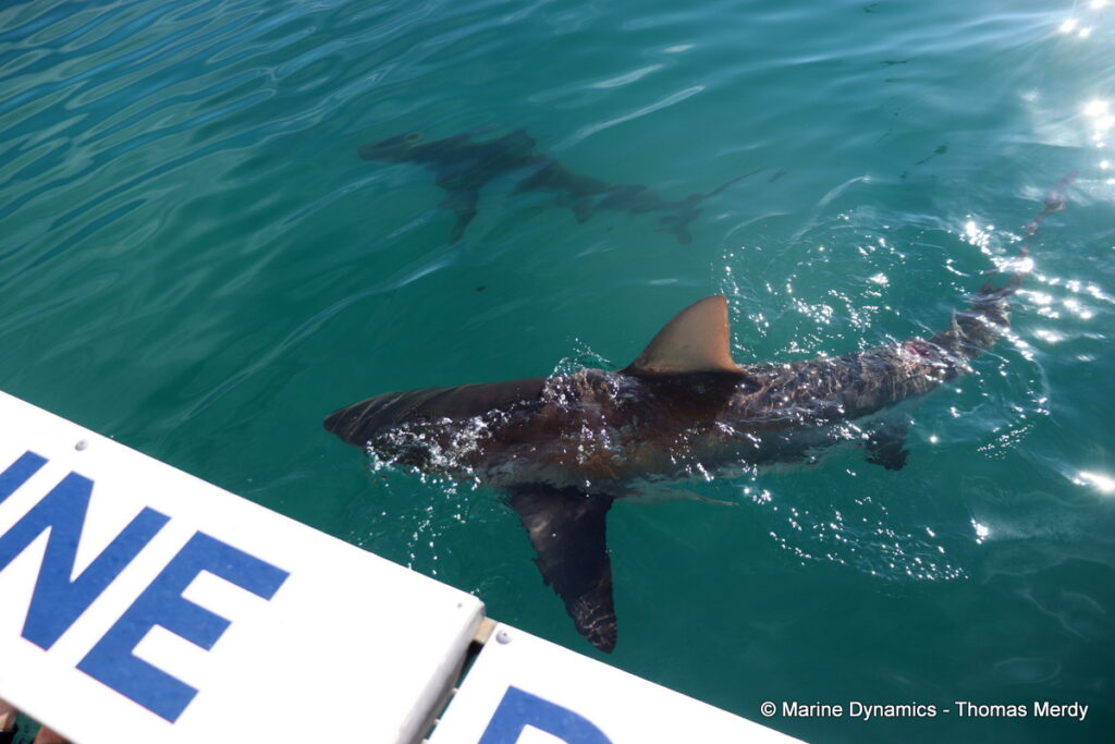 Shark cage diving, South Africa, Gansbaai