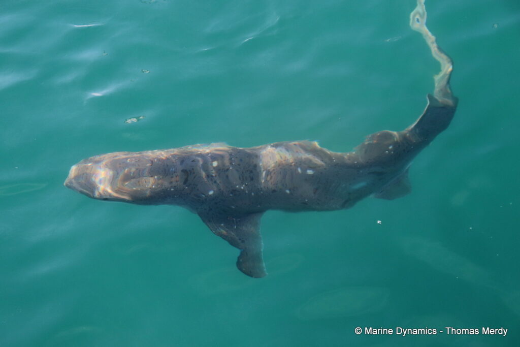 Shark cage diving, South Africa, Gansbaai