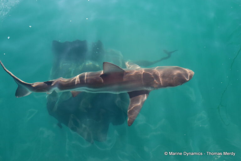 Shark cage diving, South Africa, Gansbaai