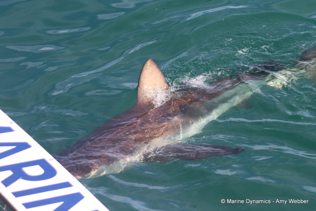 Shark cage diving, Gansbaai, South Africa