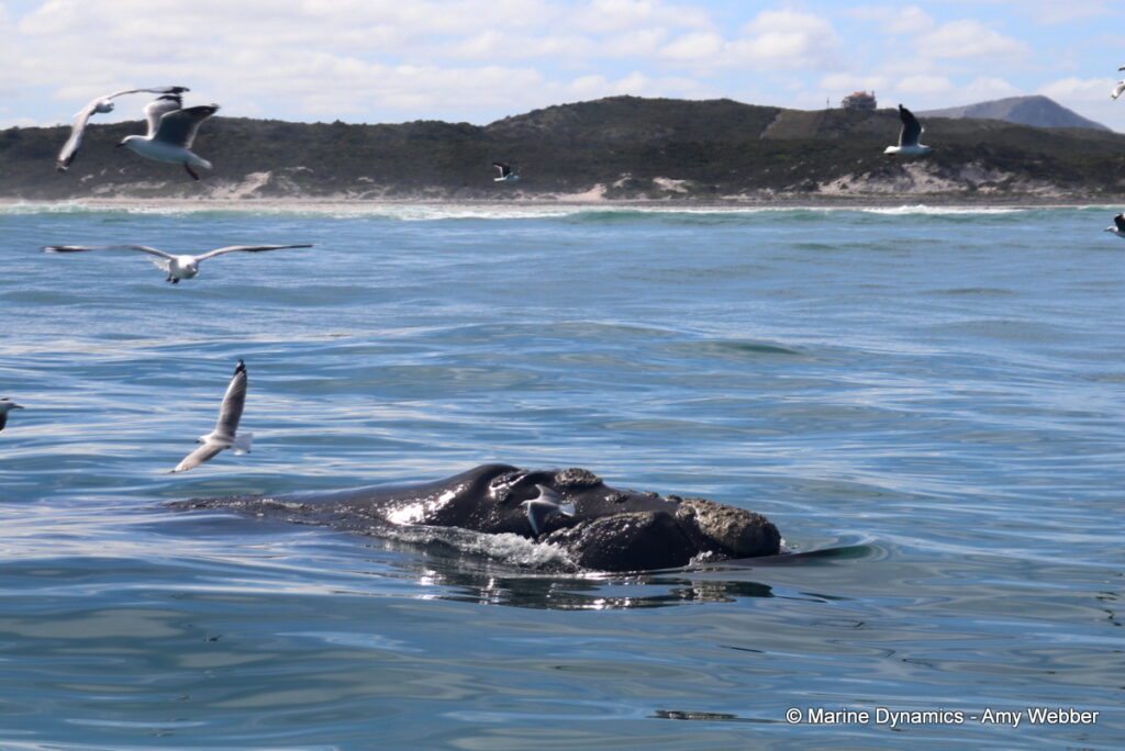 Shark cage diving, Gansbaai, South Africa