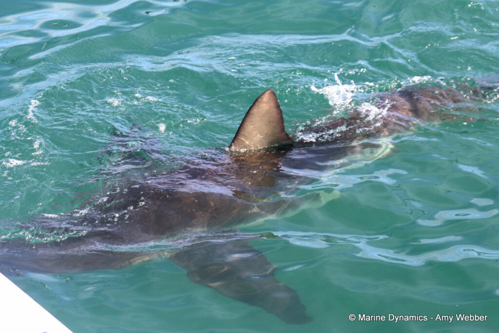 Shark cage diving, Gansbaai, South Africa