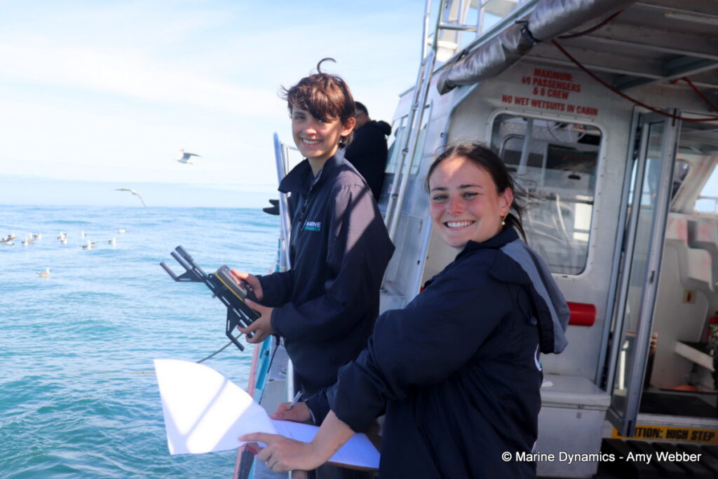 Shark cage diving, Gansbaai, South Africa