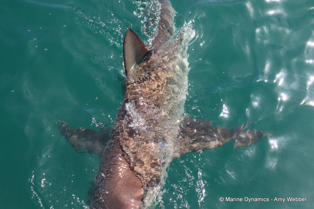 Shark cage diving, Gansbaai, South Africa