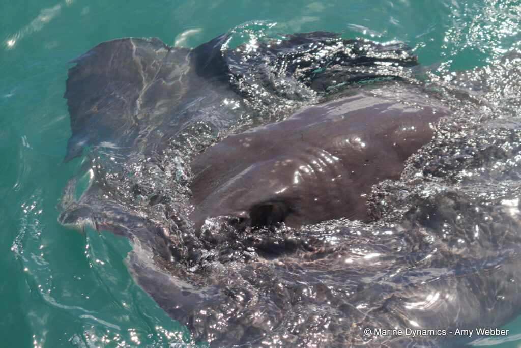 Shark cage diving, Gansbaai, South Africa