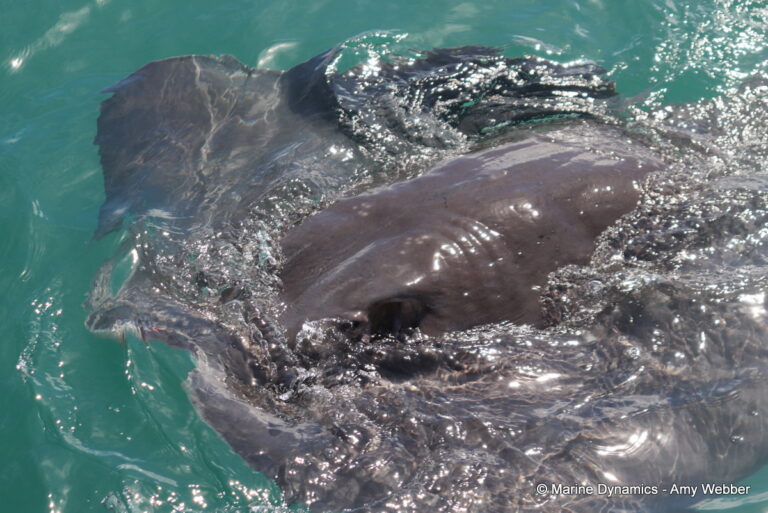 Shark cage diving, Gansbaai, South Africa