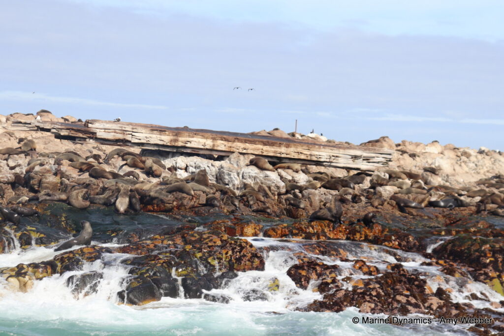 Shark cage diving, Gansbaai, South Africa