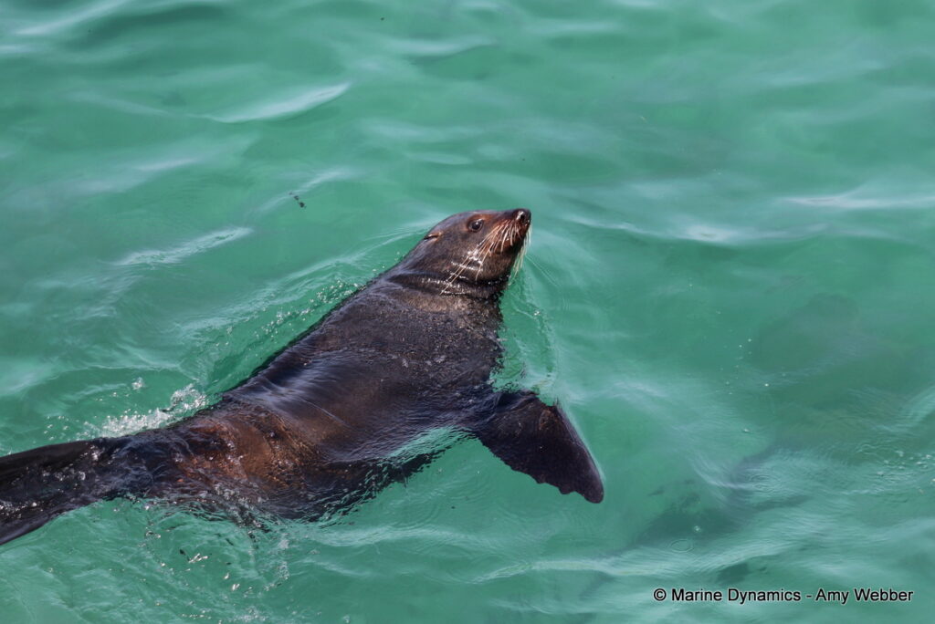 Shark cage diving, Gansbaai, South Africa