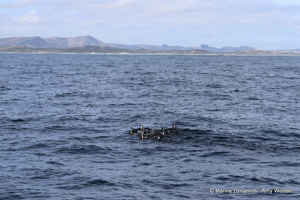 Shark cage diving, Gansbaai, South Africa