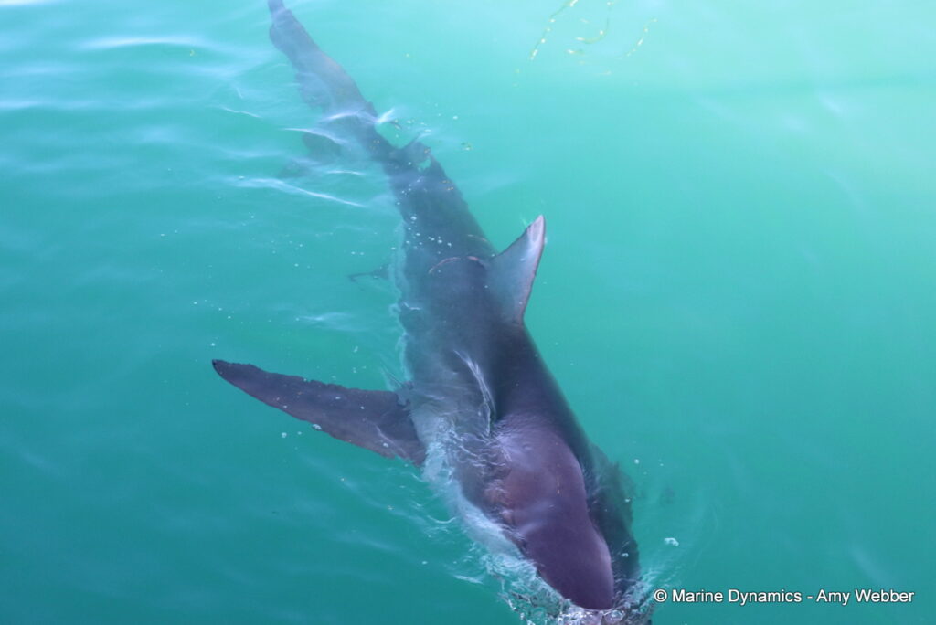 Shark cage diving, Gansbaai, South Africa