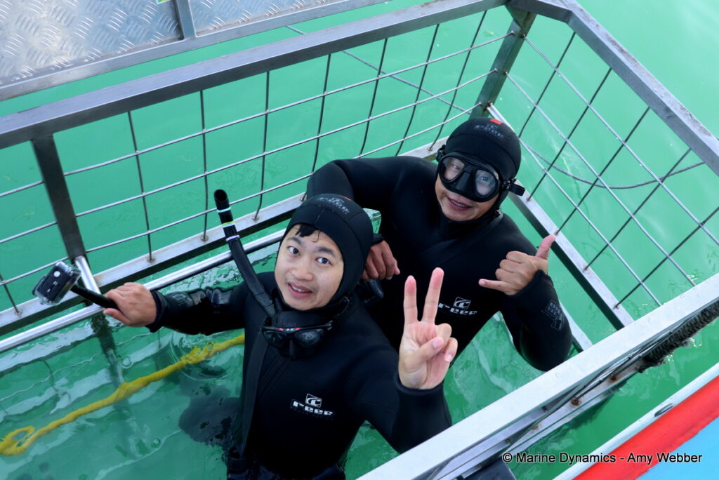 Shark cage diving, Gansbaai, South Africa