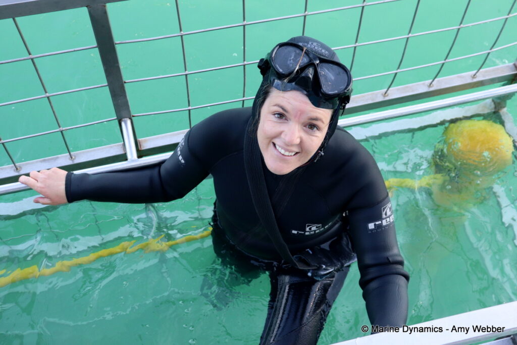Shark cage diving, Gansbaai, South Africa