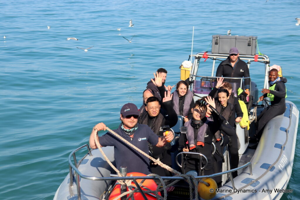 Shark cage diving, Gansbaai, South Africa
