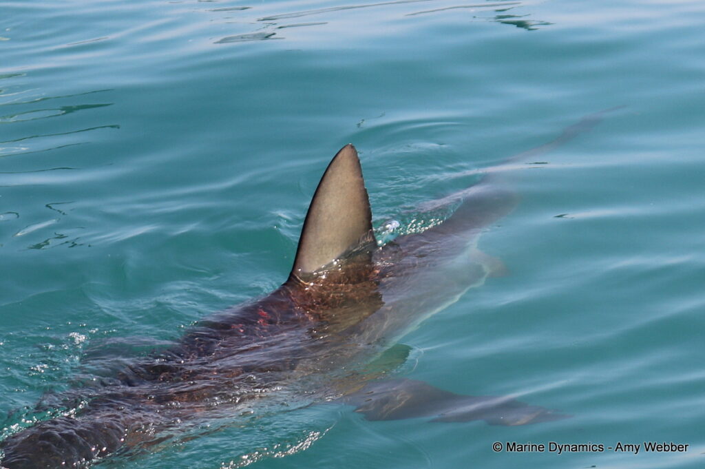 Shark cage diving, Gansbaai, South Africa