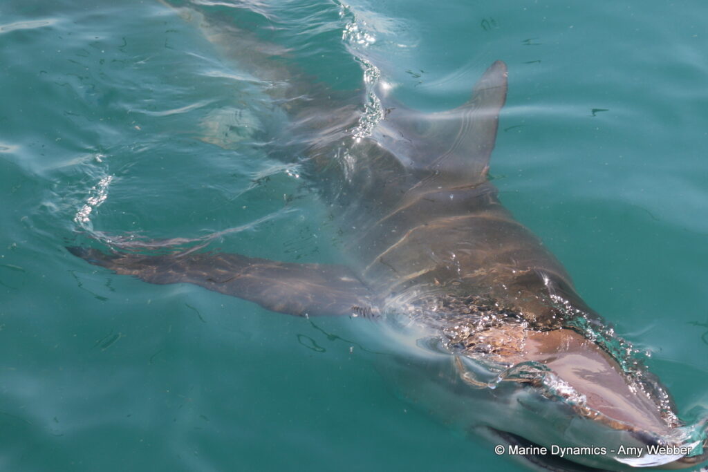 Shark cage diving, Gansbaai, South Africa
