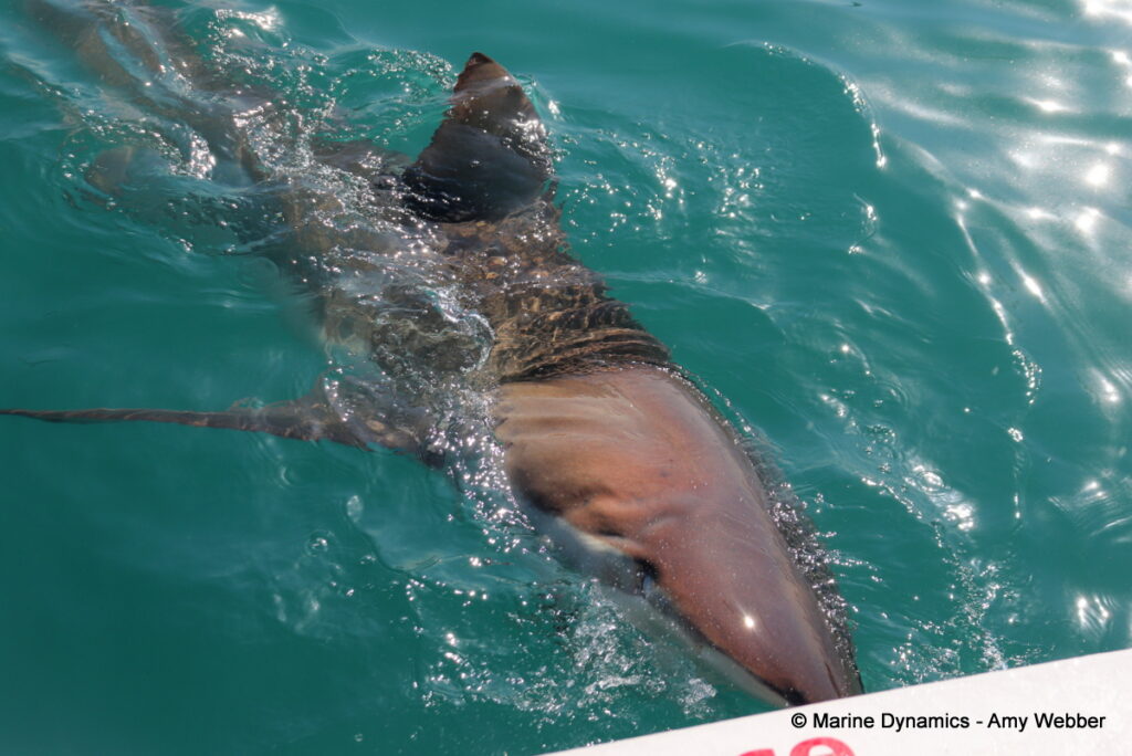 Shark cage diving, Gansbaai, South Africa